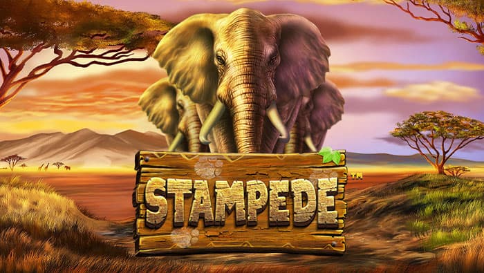 Stampede: Online Slot Review