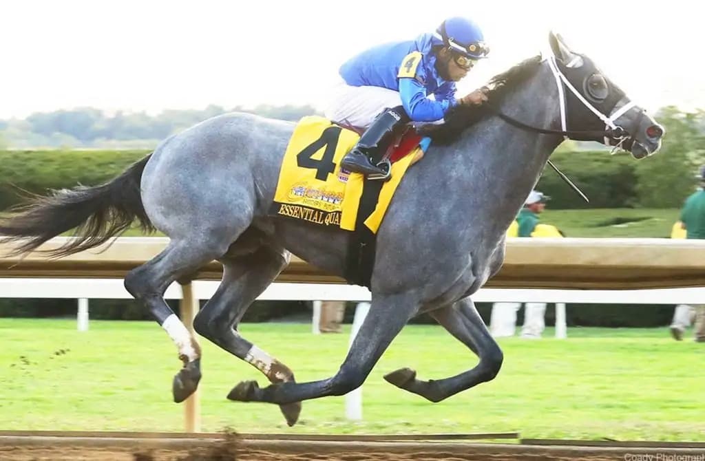 How Horse Racing Odds Work for Online Betting